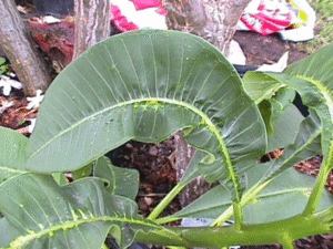 Mealybug damage on plumeria - warped and ill formed leaves