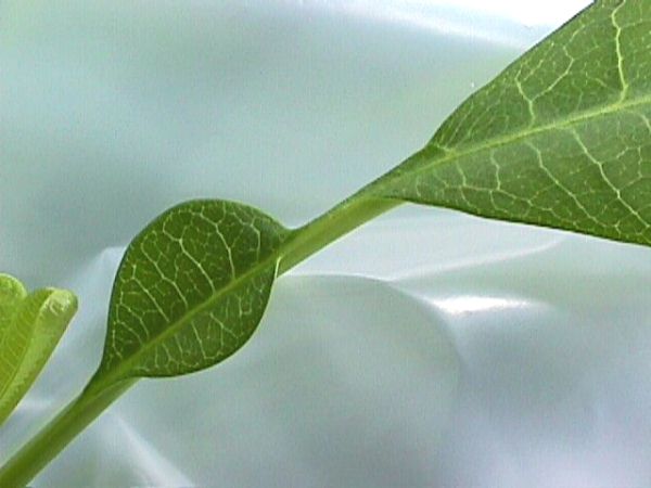 Plumeria-leaves-curling