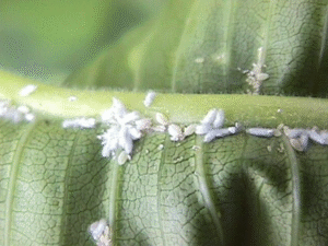 Underside of plumeria leaf affected by mealybugs