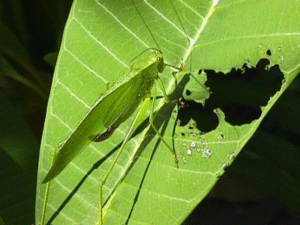 grasshopper damaging plumeria