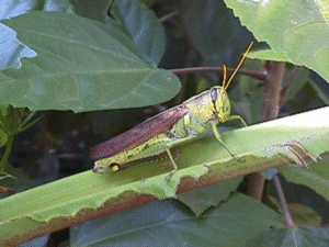grasshopper on plumeria