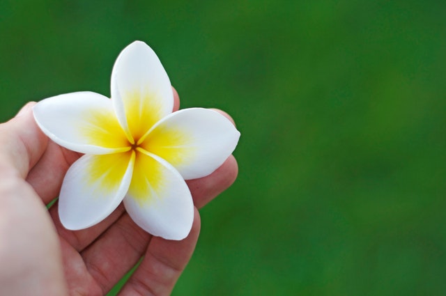 how-to-grow-plumeria