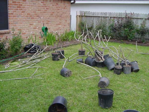how-to-prune-plumeria
