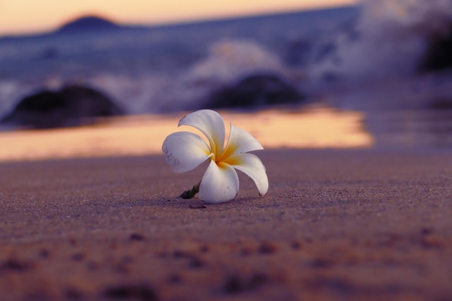 how-to-transplant-plumeria