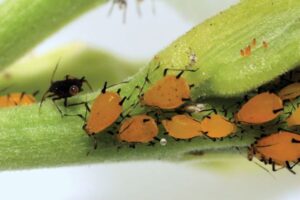 plumeria-aphids