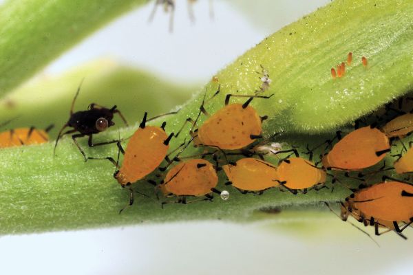 plumeria-aphids