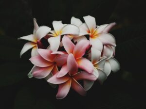 plumeria-bloom