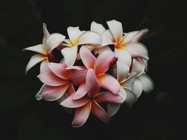 plumeria-bloom