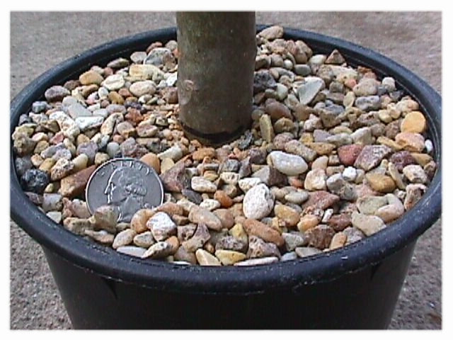 plumeria-cutting
