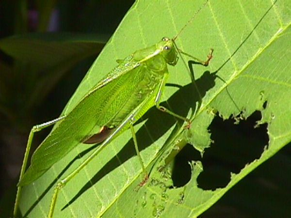plumeria-grasshopper