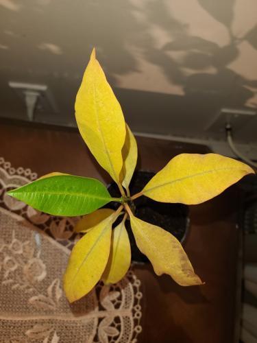 plumeria-leaves-turning-yellow