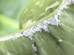plumeria-mealybugs