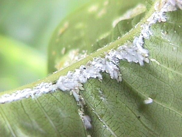plumeria-mealybugs