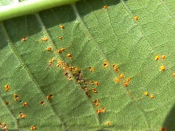 plumeria-rust-fungus