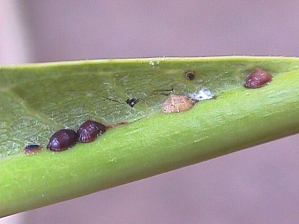 plumeria-scale-insects