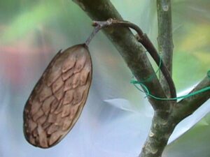 plumeria-seed-pods