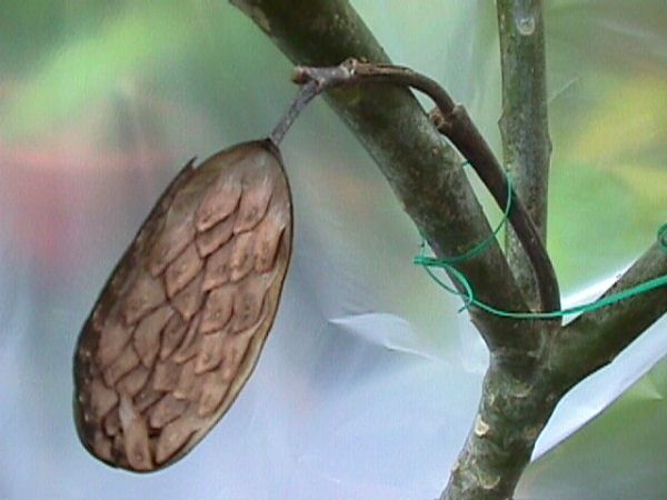 plumeria-seed-pods