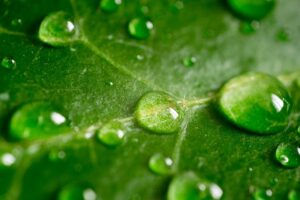 plumeria-water-requirements