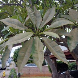 Spider mite feeding on plumeria