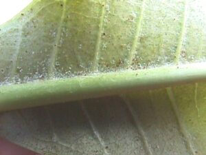 spider-mites-on-plumeria-leaf