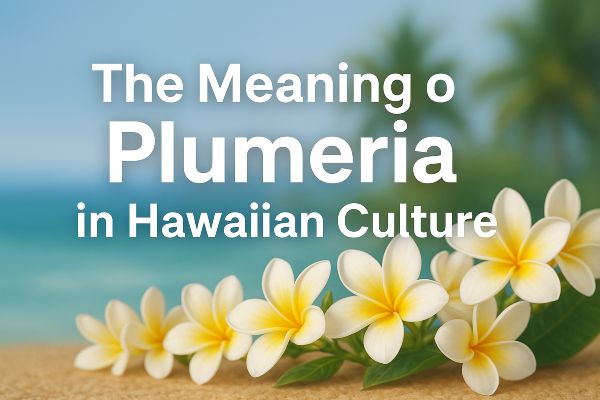 the meaning of plumeria in hawaiian culture