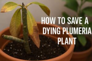 how to save a dying plumeria plant