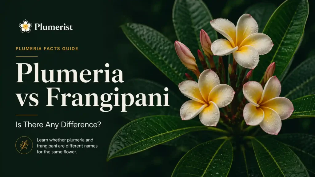 Plumeria vs Frangipani