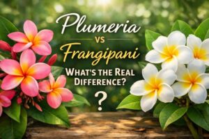 plumeria vs frangipani